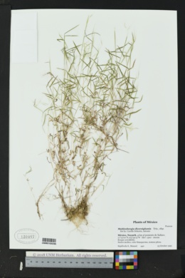 Image of Muhlenbergia diversiglumis