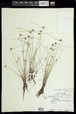 Cyperus salzmannianus image