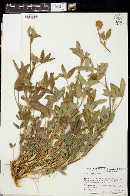 Image of Trifolium apertum