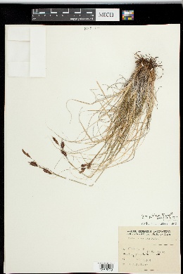 Carex petricosa image