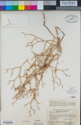 Eriogonum heermannii image
