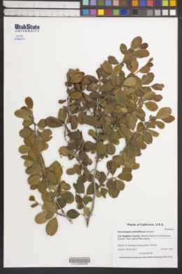 Image of Cercocarpus minutiflorus