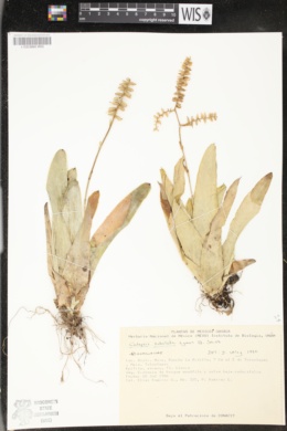 Catopsis subulata image