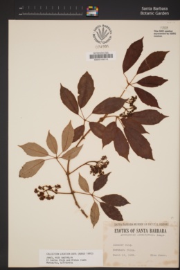 Image of Ampelopsis aconitifolia