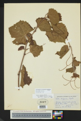 Image of Vitis acerifolia