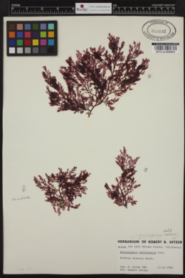 Campylaephora californica image