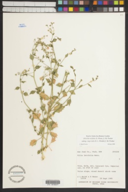 Aliciella latifolia var. imperialis image