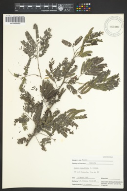 Acacia tenuifolia image