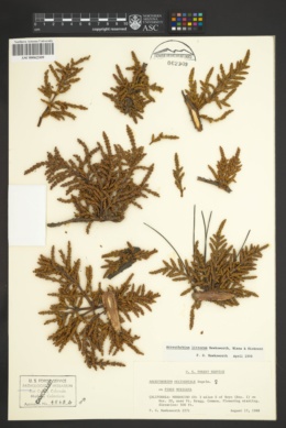 Arceuthobium littorum image