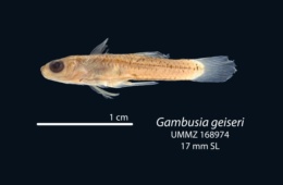 Image of Gambusia geiseri