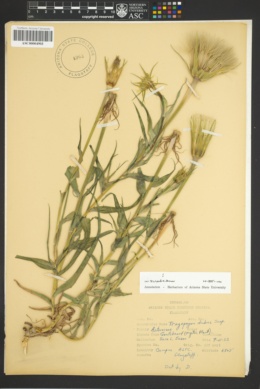 Tragopogon dubius image