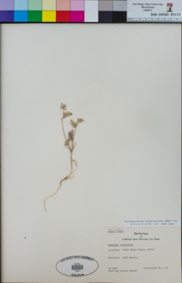 Image of Bowlesia uncinata