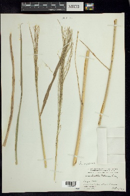 Arundinella palmeri image