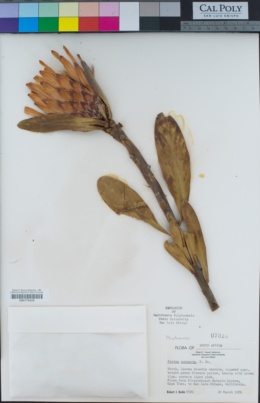 Image of Protea compacta