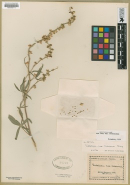 Sidalcea neomexicana subsp. neomexicana image