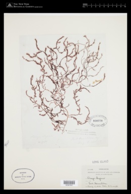 Dasya elegans image