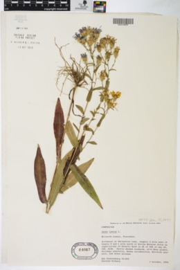 Image of Aster laevis