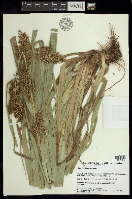 Carex hultenii image