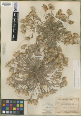 Townsendia florifer var. communis image