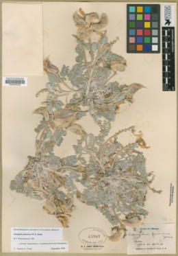 Astragalus funereus image