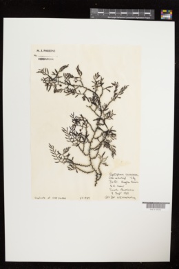 Cystophora racemosa image