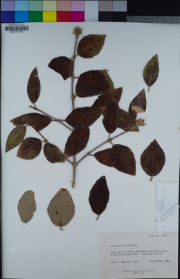 Image of Viburnum × burkwoodii