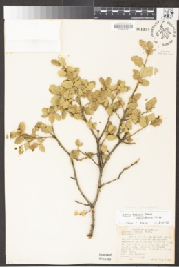 Quercus john-tuckeri image