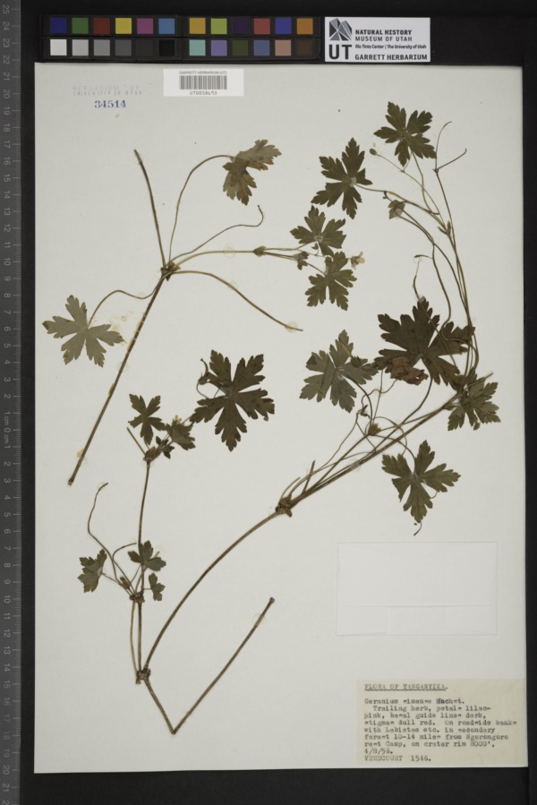 Geranium arabicum subsp. latistipulatum image