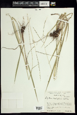 Image of Digitaria curtigluma