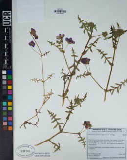 Pholistoma auritum var. auritum image