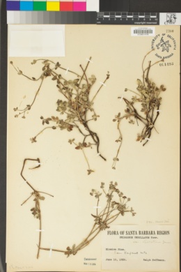 Eriogonum umbellatum var. munzii image