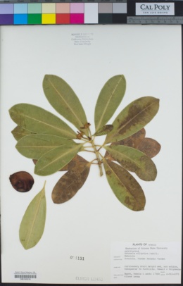 Image of Ochrosia elliptica