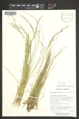 Danthonia caespitosa image