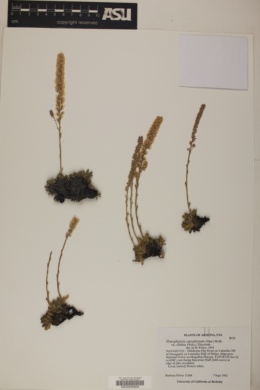 Petrophyton caespitosum var. elatius image