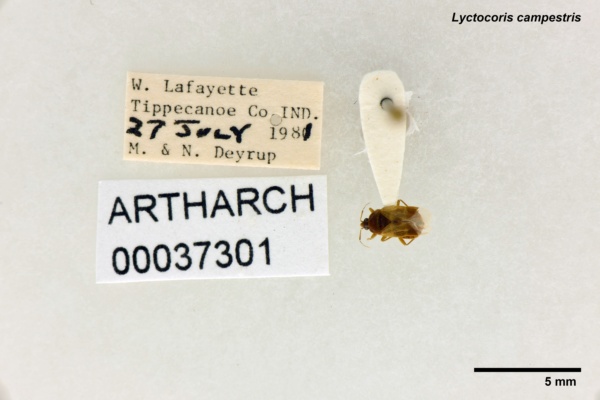 Lyctocoris campestris image