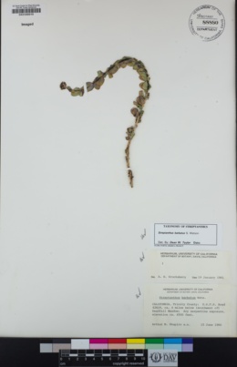 Streptanthus barbatus image