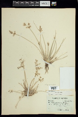 Fimbristylis quinquangularis subsp. quinquangularis image