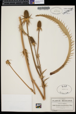 Image of Eryngium monocephalum