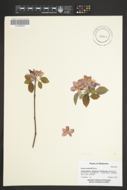 Image of Malus × soulardii
