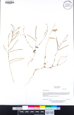 Image of Streptanthus brachiatus