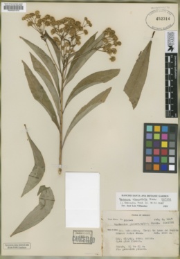 Verbesina glaucophylla image