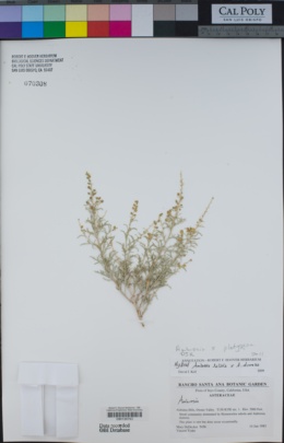 Image of Ambrosia × platyspina