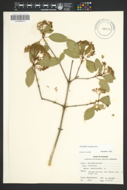 Viburnum nitidum image