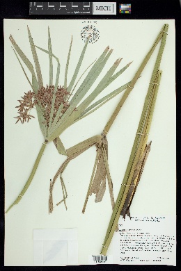 Cyperus canus image