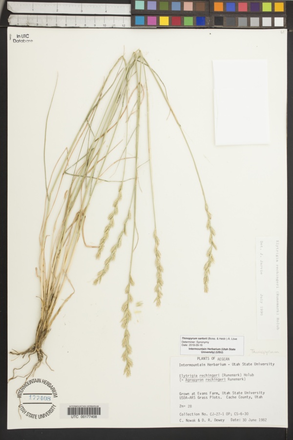 Thinopyrum sartorii image