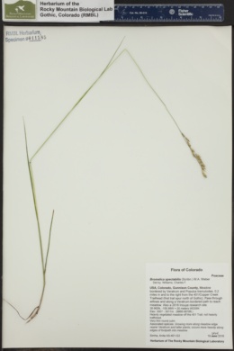 Image of Bromelica spectabilis