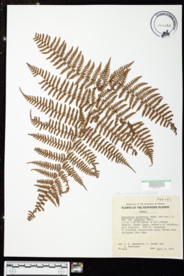 Dryopteris unidentata var. paleacea image