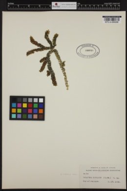 Caulerpa sedoides image