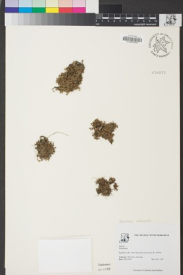 Elatine chilensis image