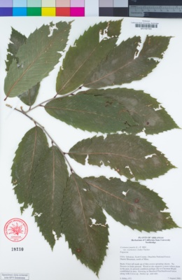 Image of Castanea ozarkensis